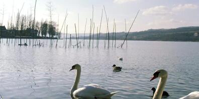 Der Bund hat den Untersee und den Rhein bis Flurlingen ZH zum Vogelgrippe-Kontrollgebiet erklärt. (Symbolbild)