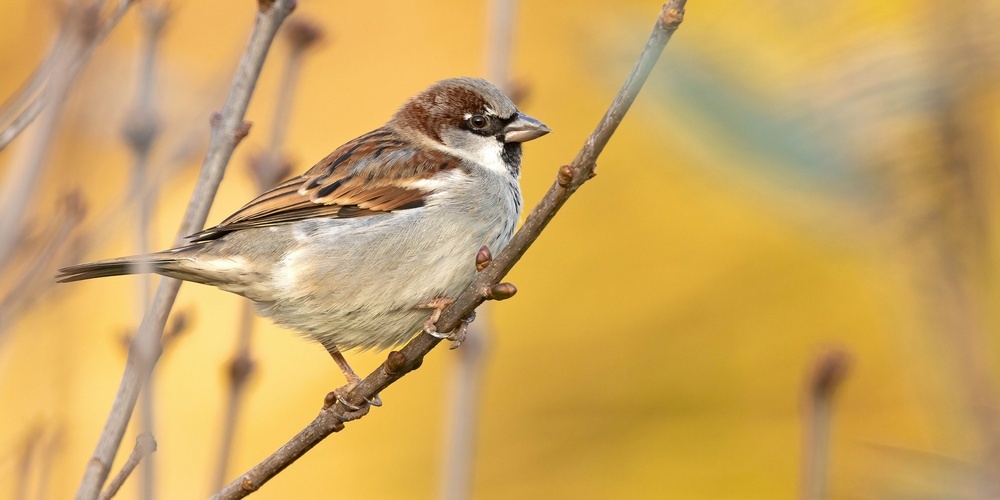 Wurde an der Stunde der Wintervögel am häufigsten gezählt: der Haussperling.