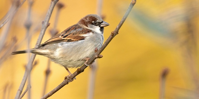 Wurde an der Stunde der Wintervögel am häufigten gezählt: der Haussperling.