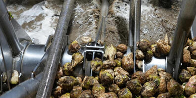 Vor der Verarbeitung werden die Zuckerrüben in der Fabrik in Aarberg gewaschen. (Archivbild)
