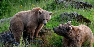 Die Syrischen Braunbären Tamar (links) und Takis haben sich im Sommer 2025 mehr als beschnuppert.