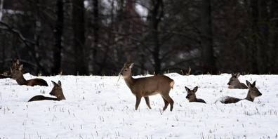 Im Winter benötigen Wildtiere besonders viel Ruhe, um Energie zu sparen. Ein rücksichtsvolles Verhalten in der Natur hilft, die Wildtiere zu schützen. (Symbolbild)