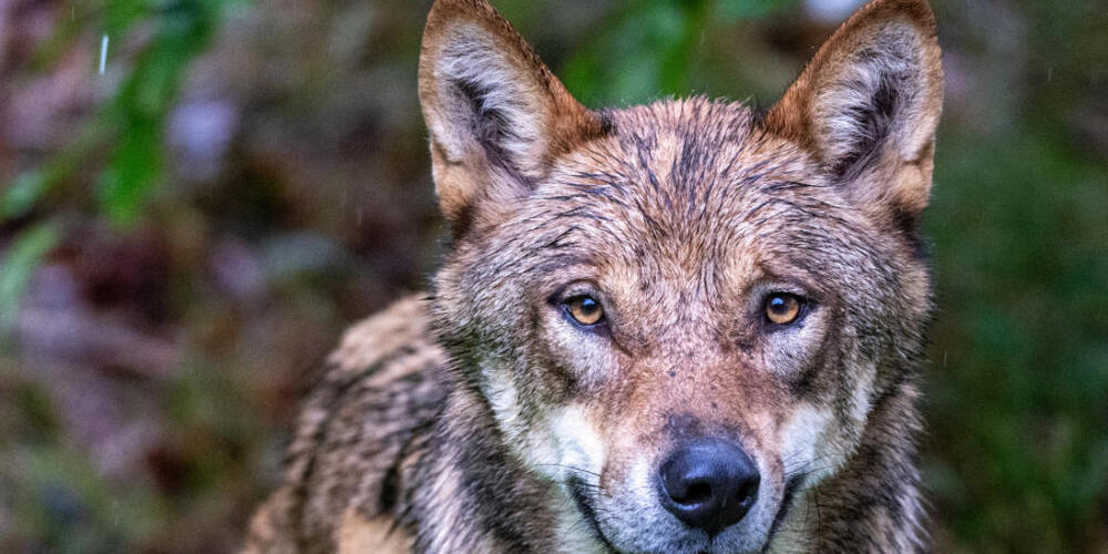 J-ger-erschiesst-in-der-Surselva-irrt-mlicherweise-einen-Wolf