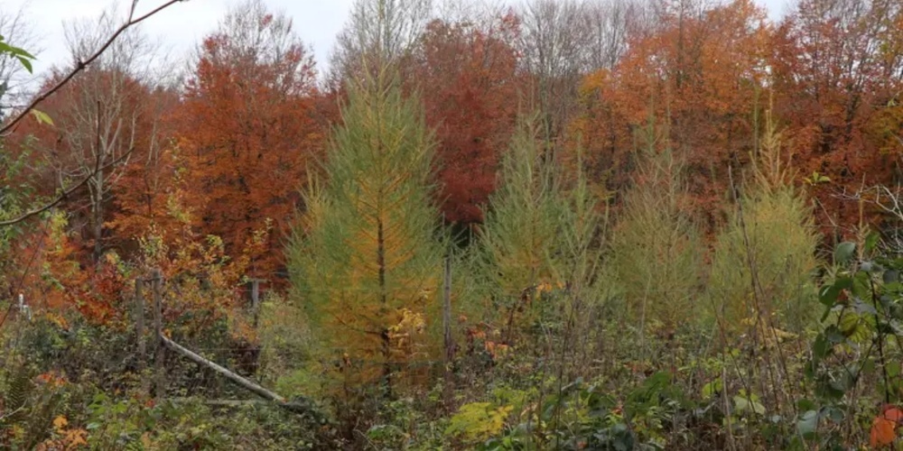 Der Schweizer Wald ist unter Druck.