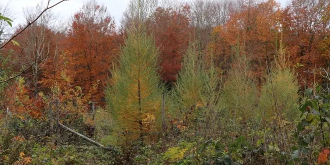 Der Schweizer Wald ist unter Druck.