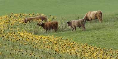 Die Landwirtschaft sah sich im Jahr 2025 zumeist «sonnigen» Gegebenheiten gegenübergestellt. 