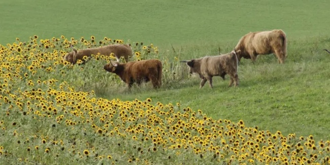 Die Landwirtschaft sah sich im Jahr 2025 zumeist «sonnigen» Gegebenheiten gegenübergestellt. 