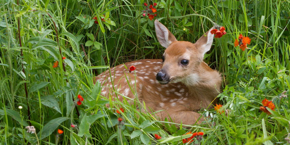 Ihre gute Tarnung schützt die Rehkitze vor Fressfeinden, bringt ihnen aber auch Verderben
