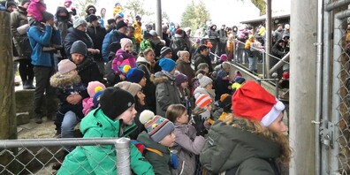Schon am ersten Tag der Tierischen Weihnachten im Walter Zoo herrschte grosser Andrang.