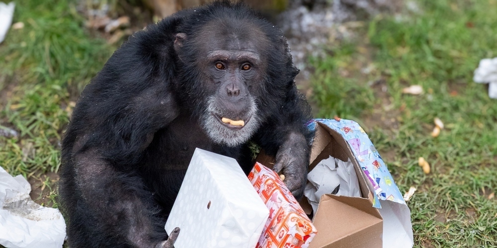 Während die Tiere sich über Geschenke freuen, können die Besucher ein abwechslungsreiches Programm, winterliche Stimmung und kulinarische Angebote geniessen