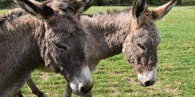 Die Esel dürfen so lange bleiben, wie sie leben. (Symbolbild)
