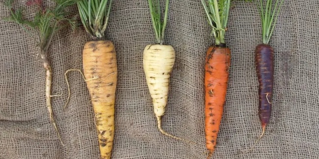 Evolution von der Wilden Möhre zur Vielfalt der Kulturmöhre.