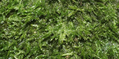 Das unscheinbare Ölglanzmoos gilt als gefährdete Waldzielart. (Themenbild)