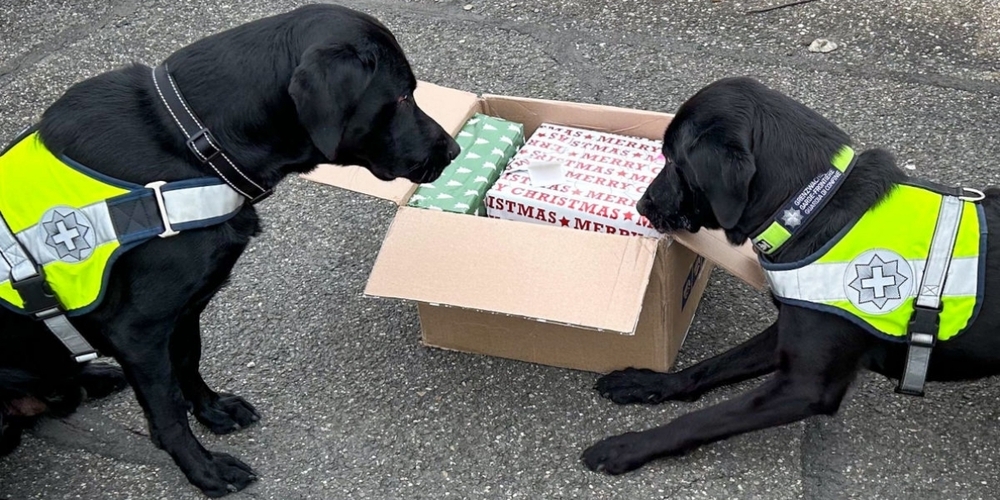 Spürnasen: Bailey und Gino haben rund 3,5 kg Marihuana erschnüffelt.