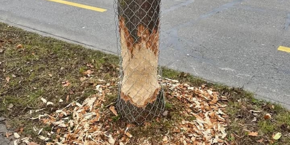 Gefrässiger Stadtbewohner: Der Biber interlässt in Uster deutliche Spuren.