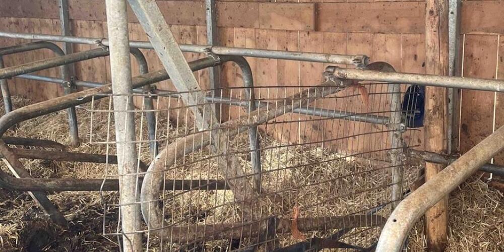 In diesem Freilaufstall drückte der rund tausend Kilo schwere Stier den Bauern gegen eine Metallabtrennung.