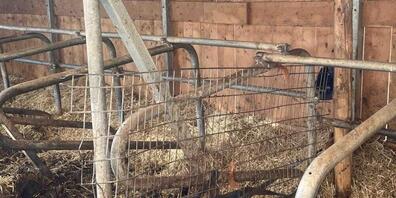 In diesem Freilaufstall drückte der rund tausend Kilo schwere Stier den Bauern gegen eine Metallabtrennung.