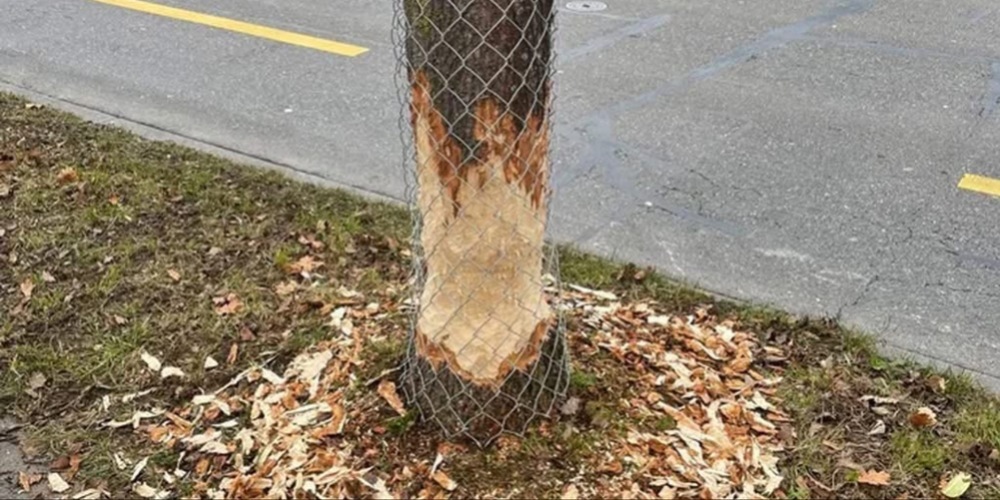 Ein Baum in Uster musste mit einem Zaun versehen werden.