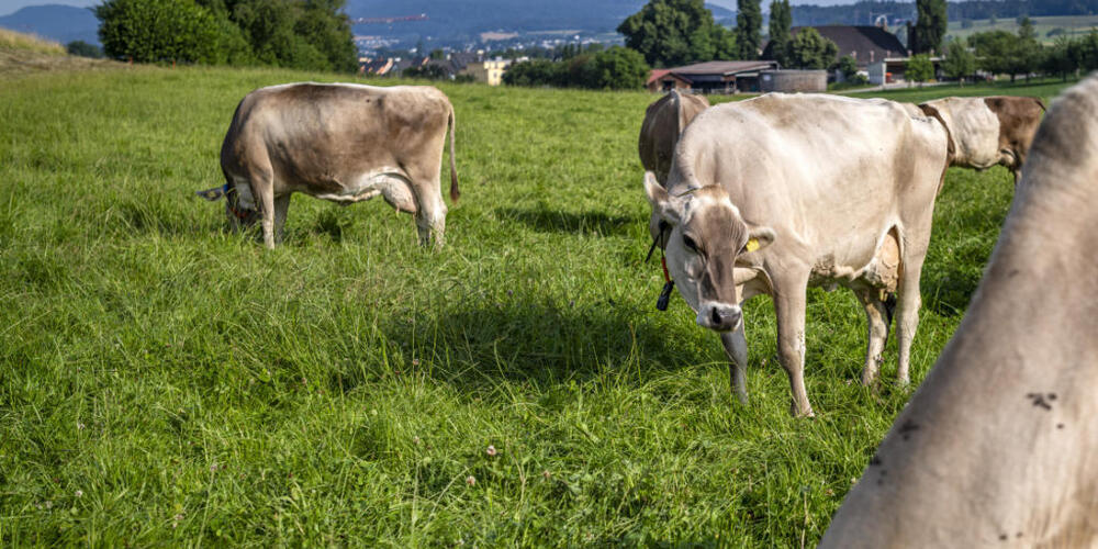 Weiterer-Vorarlberger-Bauernhof-wegen-Rinder-TBC-gesperrt