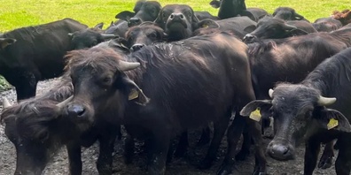 Die Jungviehherde von Josef Villiger in Sins im Kanton Aargau. 