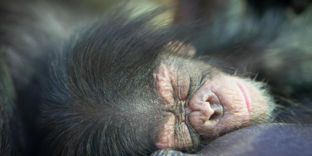 In der Nacht auf den 13. Januar kam im Walter Zoo ein Schimpanse auf die Welt.
