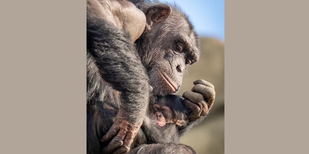 Grosse-Freude-ber-Nachwuchs-im-Walter-Zoo