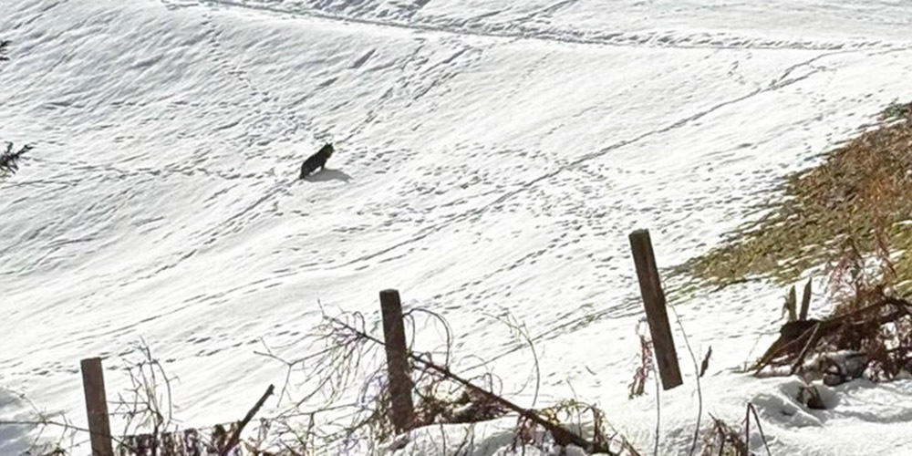 Die Wolfssichtung unterhalb des Stöcklichrüz in Altendorf am Wochenende wurde amtlich bestätigt.