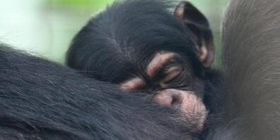 Im Walter Zoo in Gossau SG ist am 13. Januar 2025 ein Schimpansen-Baby zur Welt gekommen. (Symbolbild)
