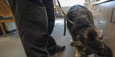 Beim Bahnhof Zofingen spürte ein Polizeidiensthund einen Tatverdächtigen auf. (Archivbild aus dem Kanton Luzern)