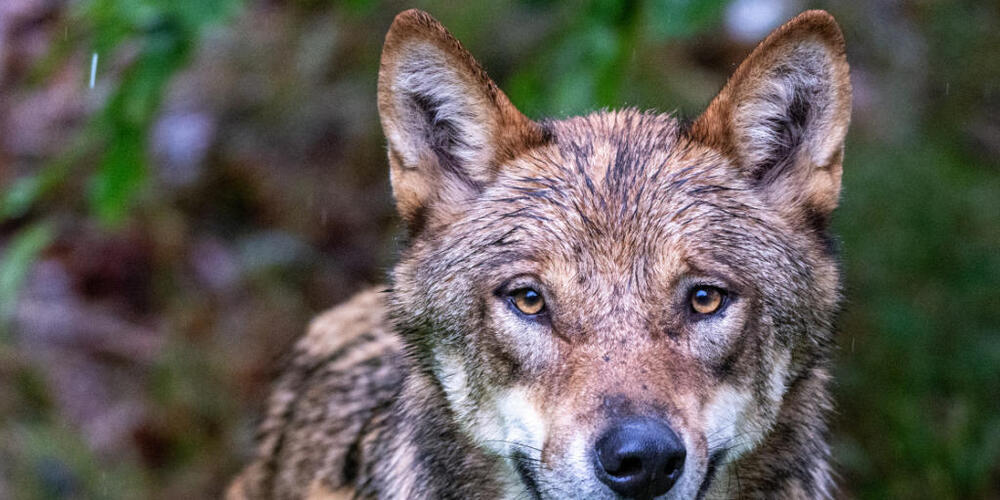 Die Glarner Wildhut erlegte in der Nacht auf Sonntag einen Jungwolf aus dem Kärpfrudel. (Symbolbild)