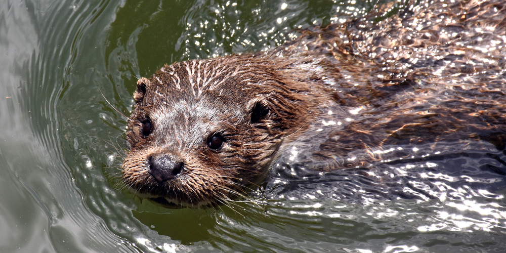 Der-Fischotter-hat-die-Linthebene-erreicht