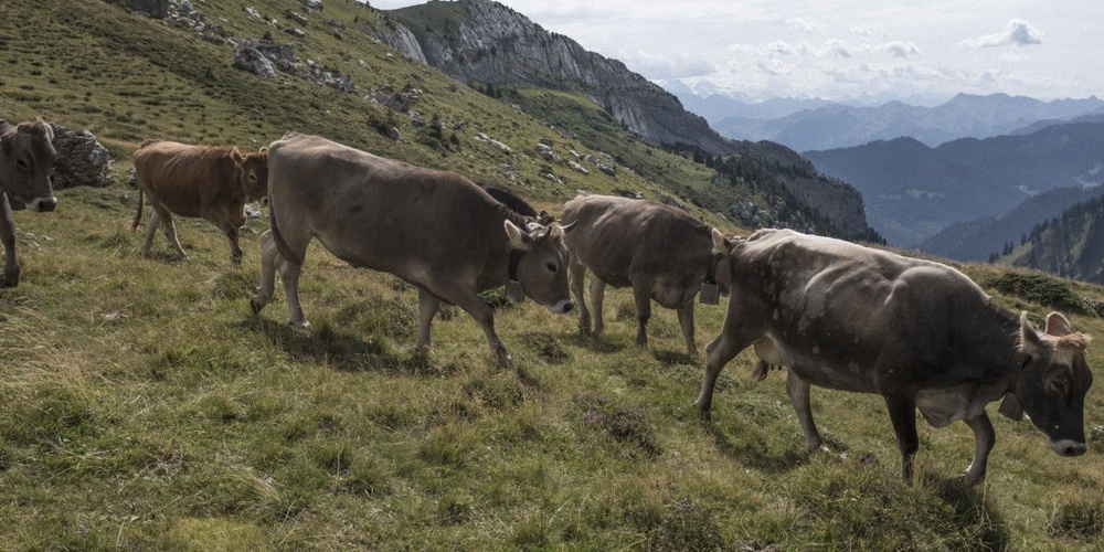 Das Vieh geht wieder auf die Alp. (Symbolbild)