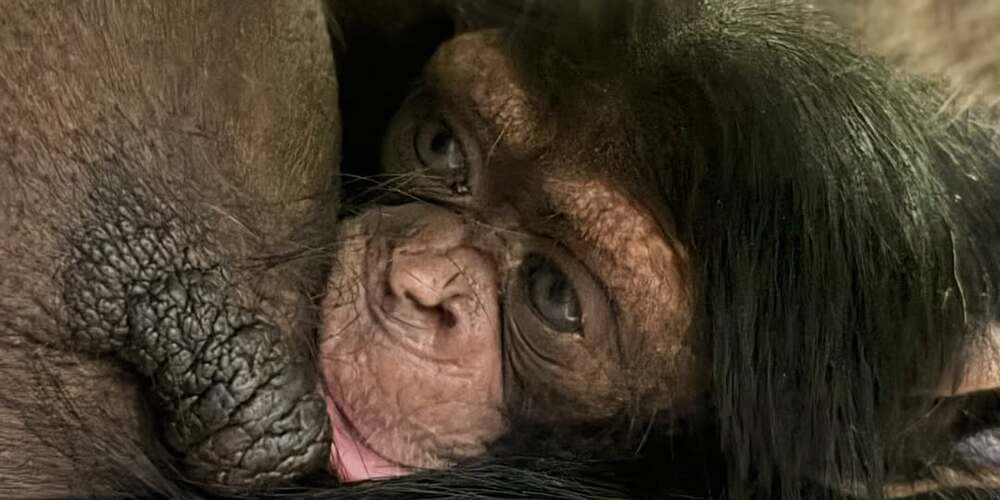 erster-schimpansennachwuchs-seit-2018