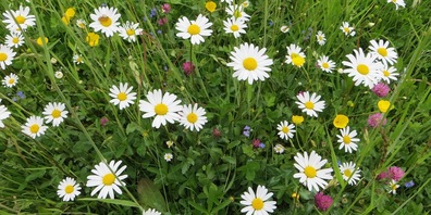 Zauberhaft: Gänseblümchen und Rotklee.