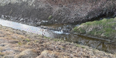 Dieselgeruch und Farbfilm: Aus unbekannter Quelle gelangte mutmasslich Diesel oder Heizöl in Kaltbrunns Steinenbach und Uznachs Rotfarbkanal.