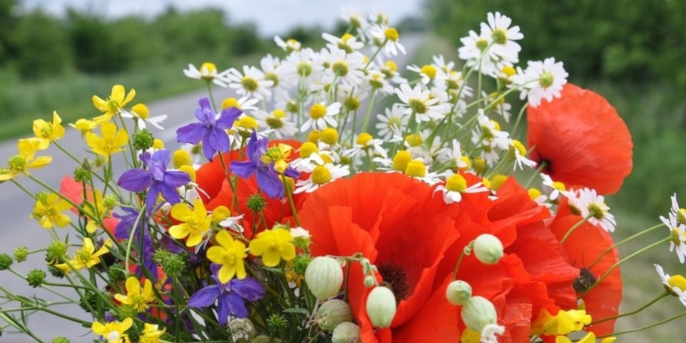 Lena und die Wunderblume.