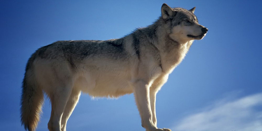 Wolf reisst auf Alp oberhalb von Schübelbach eine Ziege.