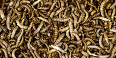 ARCHIV - Buffalo-Mehlwürmer, die zum Verarbeiten zu Mehlwurm-Mehl präpariert wurden, liegen in einer Schüssel. Foto: Federico Gambarini/dpa