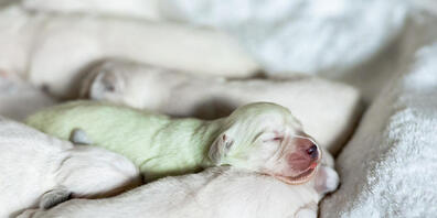 Die Vorarlberger Polizei stoppte am Freitag einen illegalen Tiertransport. Vier Rumänen hatten in einem Hasenkäfig drei Hundewelpen in ihrem Auto. Die Tiere waren stark dehydriert und in schlechtem Zustand. (Symbolbild)