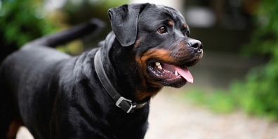 Wer im Kanton Thurgau einen Rottweiler hält, braucht dafür eine Bewilligung. Im Kanton Zürich ist die Hunderasse verboten – zumindest bis zu einem anderslautenden Gerichtsentscheid. (Archivbild)